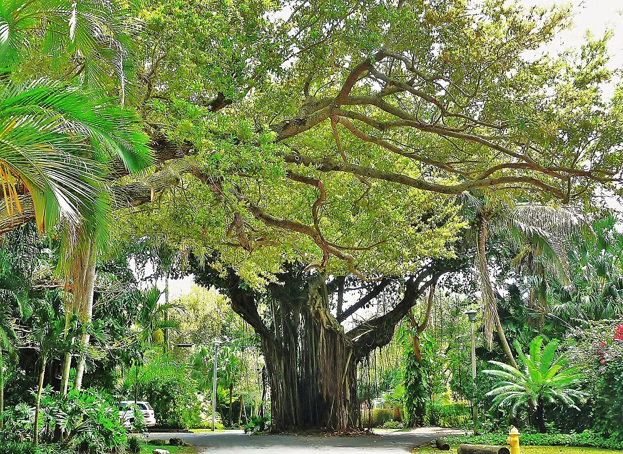 Greenery and streets in Coconut Grove